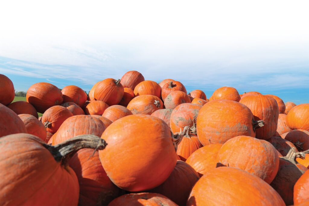Pumpkin Patch offers the perfect October fun